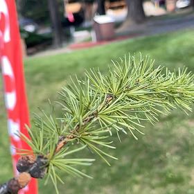 Photo of the plant species European Larch by @EnergeticAster named Girlfrond on Greg, the plant care app