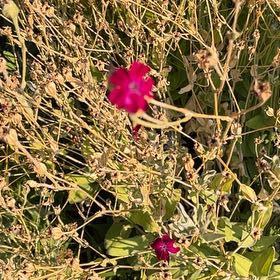 Photo of the plant species Rose Campion by @EnergeticAster named Leonardo on Greg, the plant care app