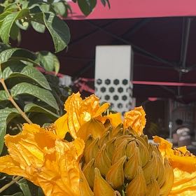 Photo of the plant species African Tuliptree by @EnergeticAster named Scarlett on Greg, the plant care app