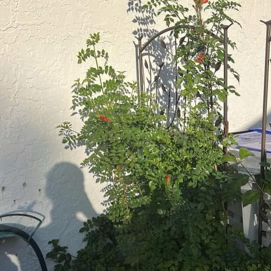 Photo of the plant species Cape Honeysuckle 'Aurea' by @VividJiaogulan named Curie on Greg, the plant care app