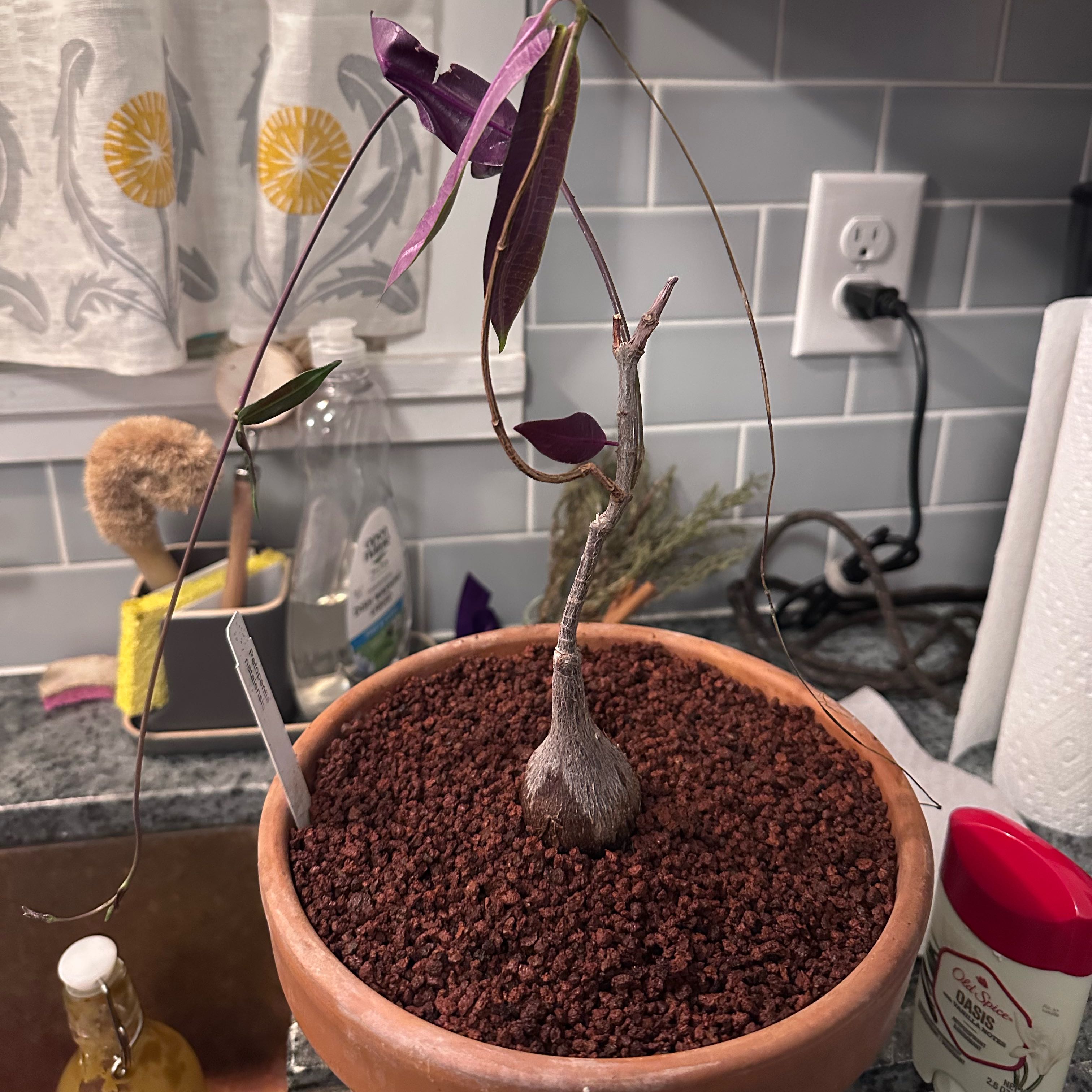 Photo of the plant species Propeller Vine by @OgdenCroft named Bodhi on Greg, the plant care app