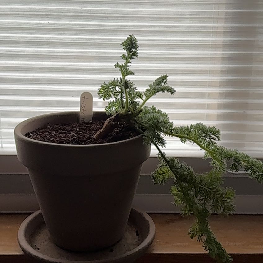 Photo of the plant species Night-Scent Pelargonium by @OgdenCroft named Oscar on Greg, the plant care app