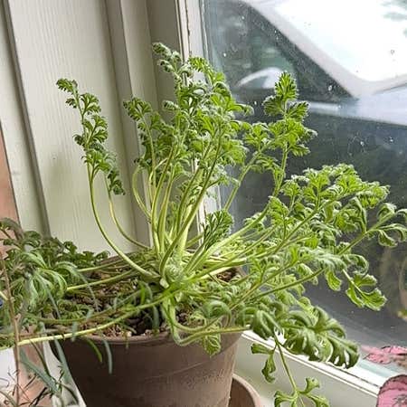 Pelargonium appendiculatum Plant Care: Water, Light Pelargonium appendiculatum Plant Care: Water, Light