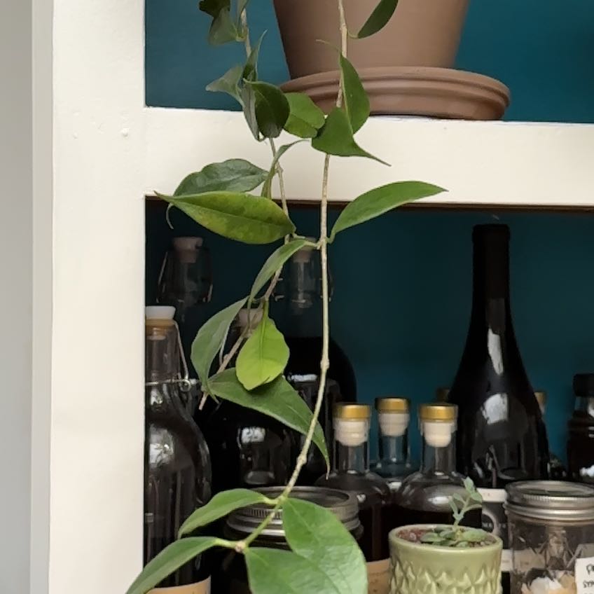 Photo of the plant species Fragrant Hoya by @OgdenCroft named Muhammad Ali on Greg, the plant care app