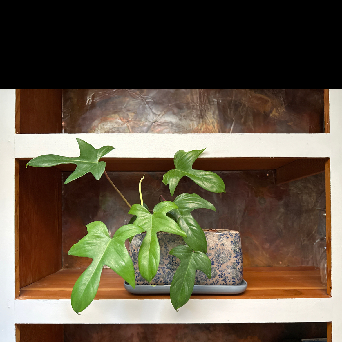 Photo of the plant species Rudolph Philodendron by @OgdenCroft named Walt on Greg, the plant care app