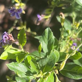 Photo of the plant species Duranta 'Geisha Girl' by @SnazzyCatasetum named Delilah on Greg, the plant care app