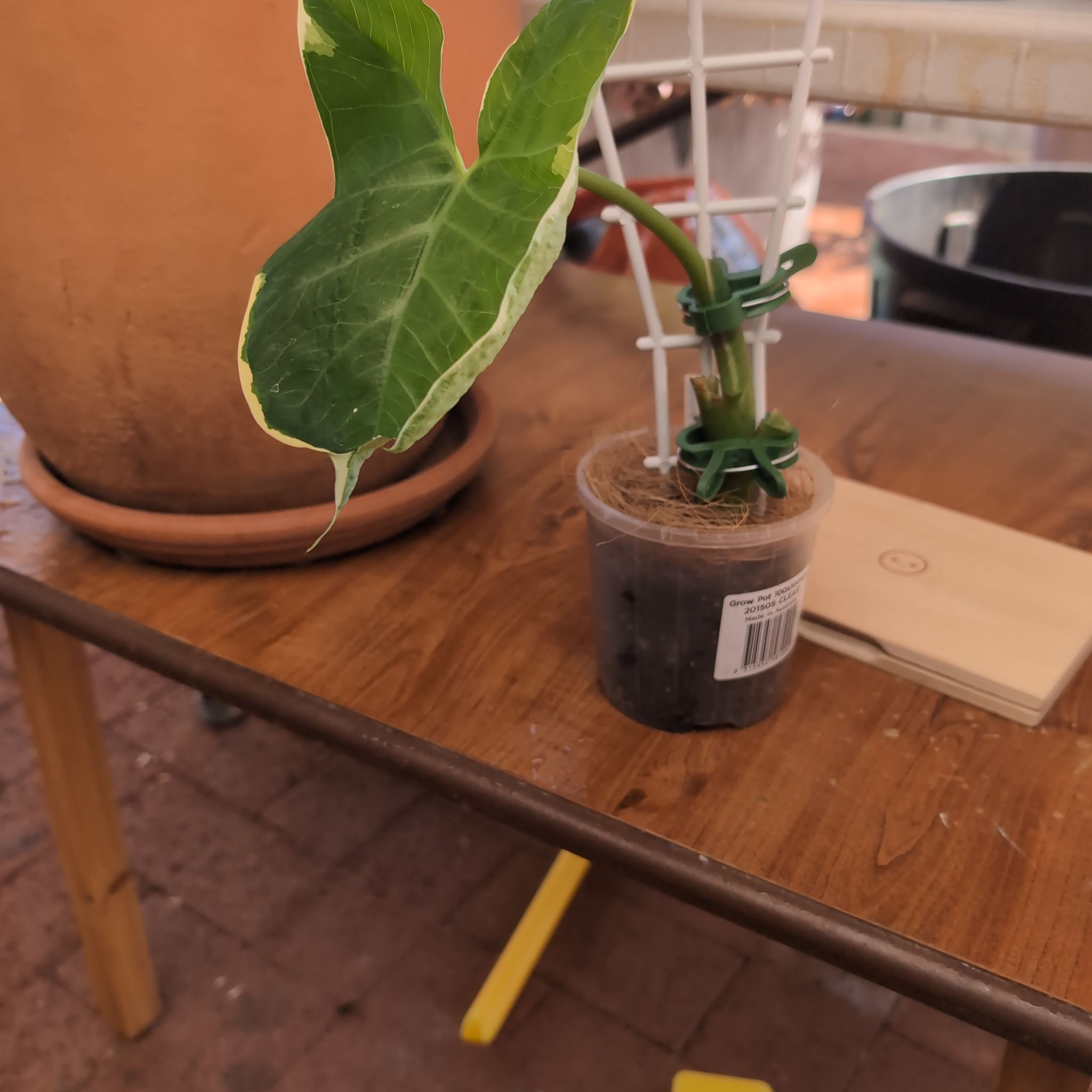 Photo of the plant species Mickey Mouse Alocasia by @AthletePhlox22 named Tree Diddy on Greg, the plant care app