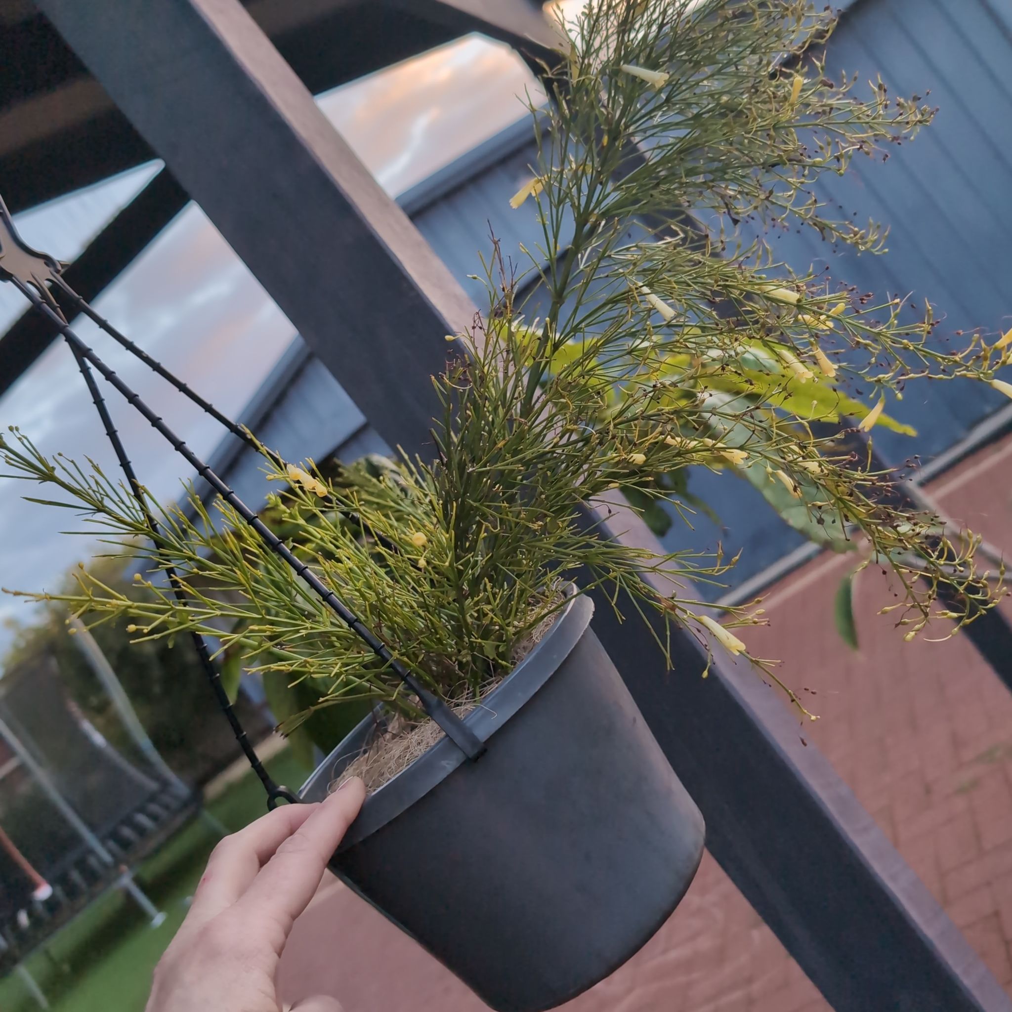 Photo of the plant species Russelia 'Lemon Falls' by @AthletePhlox22 named Lemon Falls on Greg, the plant care app