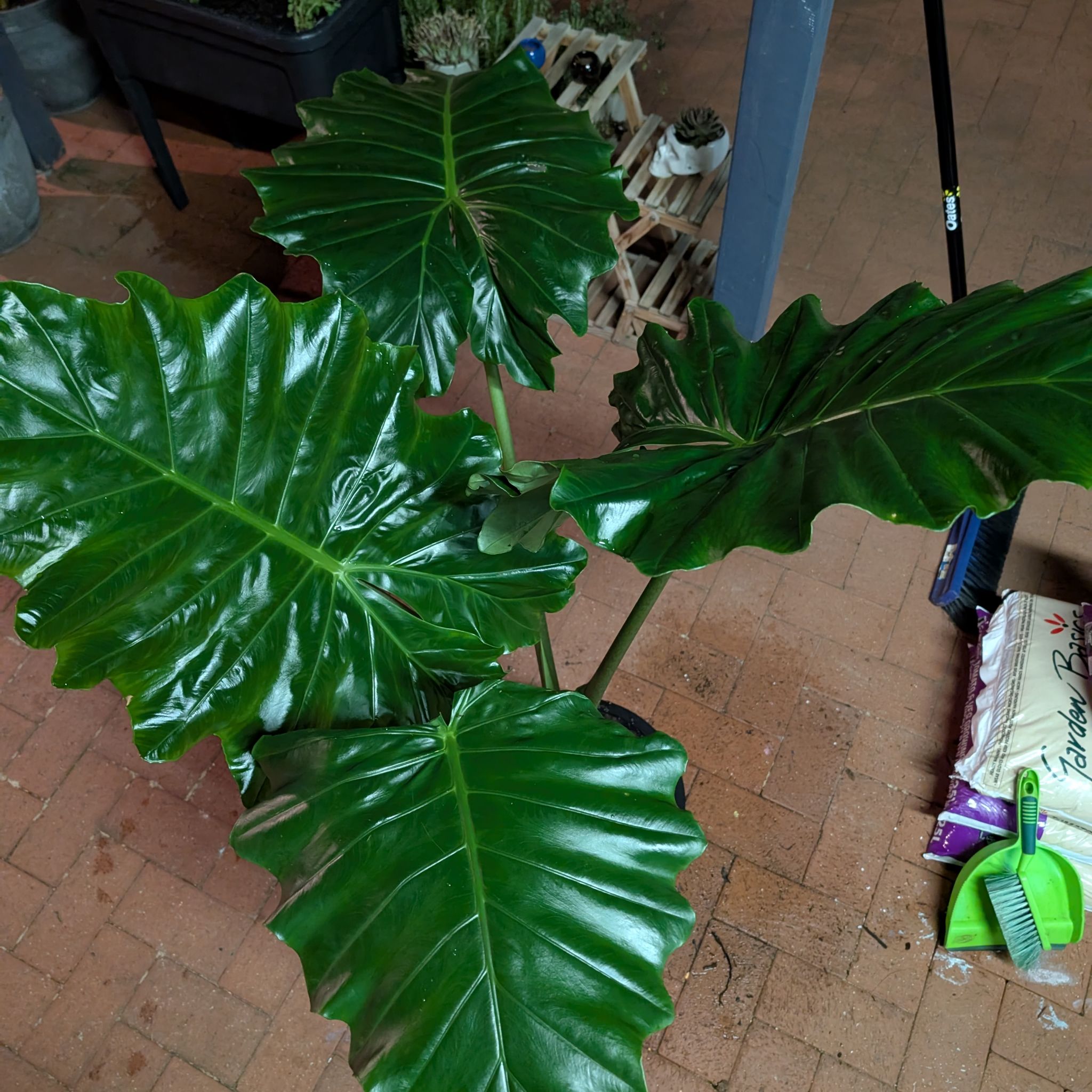 Photo of the plant species Alocasia portadora by @AthletePhlox22 named Treeyoncé on Greg, the plant care app
