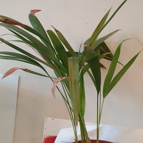 Photo of the plant species Dwarf Areca Palm by @SultryBonsi29 named Lavender on Greg, the plant care app