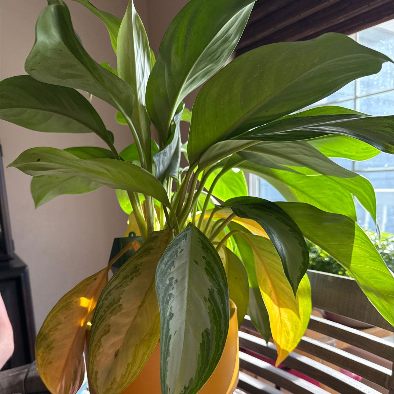 Photo of the plant species Silver Blue by @FabMastic83 named Demi on Greg, the plant care app