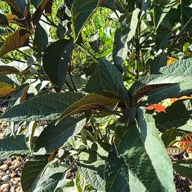 Photo of the plant species Philippine Glorybower by @GladRabbitsfoot named Sherlock on Greg, the plant care app