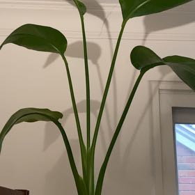 Plant care for Bird of Paradise on Greg, the plant care app