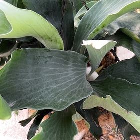 Photo of the plant species Staghorn Fern by @HotTexasH3at named Staghorn on Greg, the plant care app