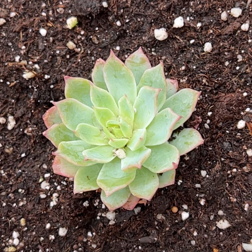 Echeveria