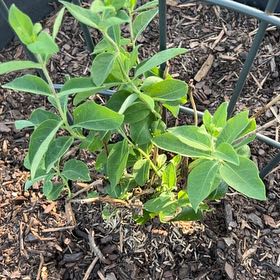 Photo of the plant species Honeysuckle by @HotTexasH3at named Honeysuckle on Greg, the plant care app