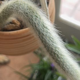 Photo of the plant species Monkey Tail Cactus by @HotTexasH3at named Monkey tail on Greg, the plant care app