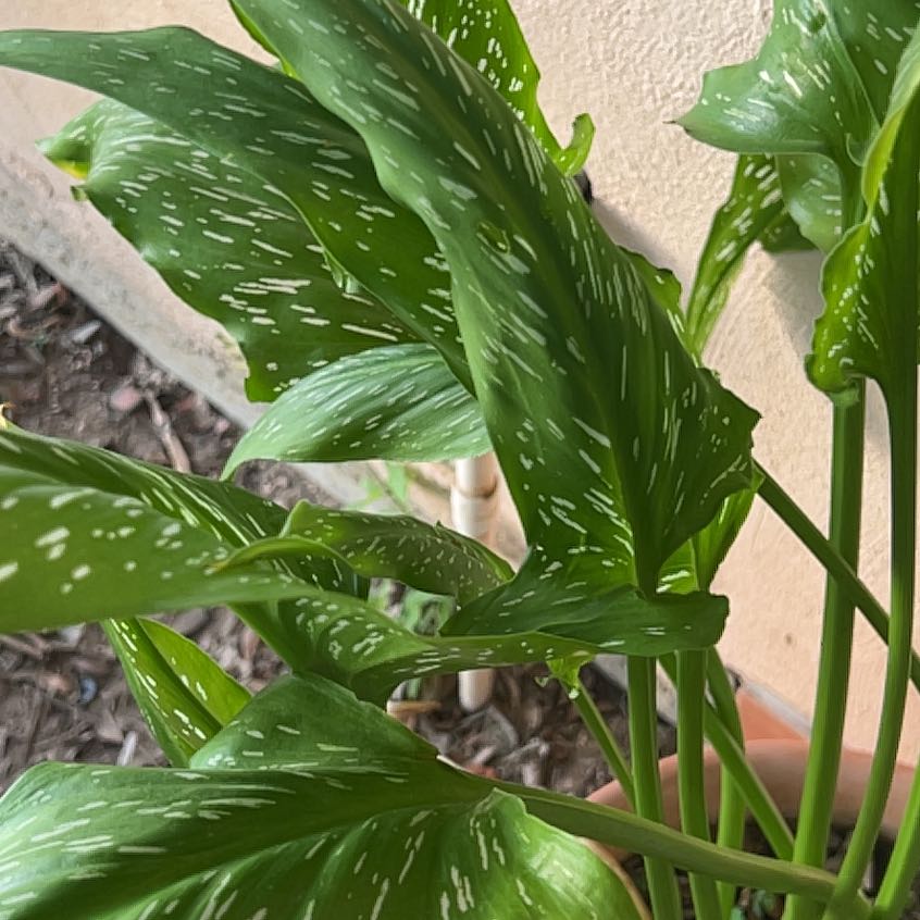 Photo of the plant species Spotted Calla Lily by @HotTexasH3at named Spotted Calla on Greg, the plant care app