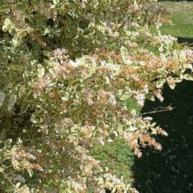 Photo of the plant species Scarlet Firethorn by @StrikingMiro45 named Clooney on Greg, the plant care app