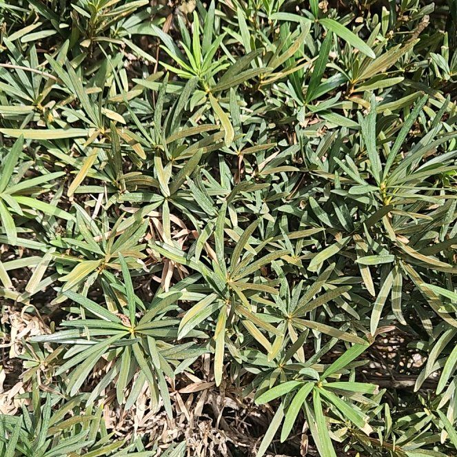 Photo of the plant species Bearsfoot Hellebore by @FancierPlain5 named Dax on Greg, the plant care app