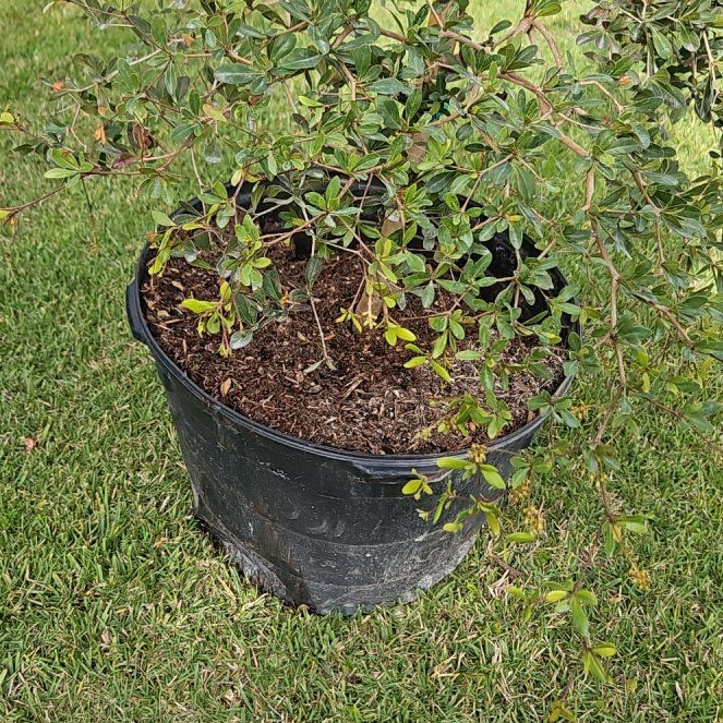 Photo of the plant species shady lady black olive tree by @FancierPlain5 named Harmony on Greg, the plant care app