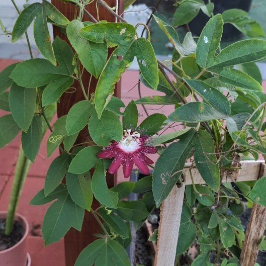 Photo of the plant species Lady Margaret Passion Flower by @AuspiciousWeed named Margi on Greg, the plant care app