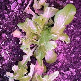 Photo of the plant species Sandy Lettuce by @HunkyNeoregelia named Sir Plancelot on Greg, the plant care app