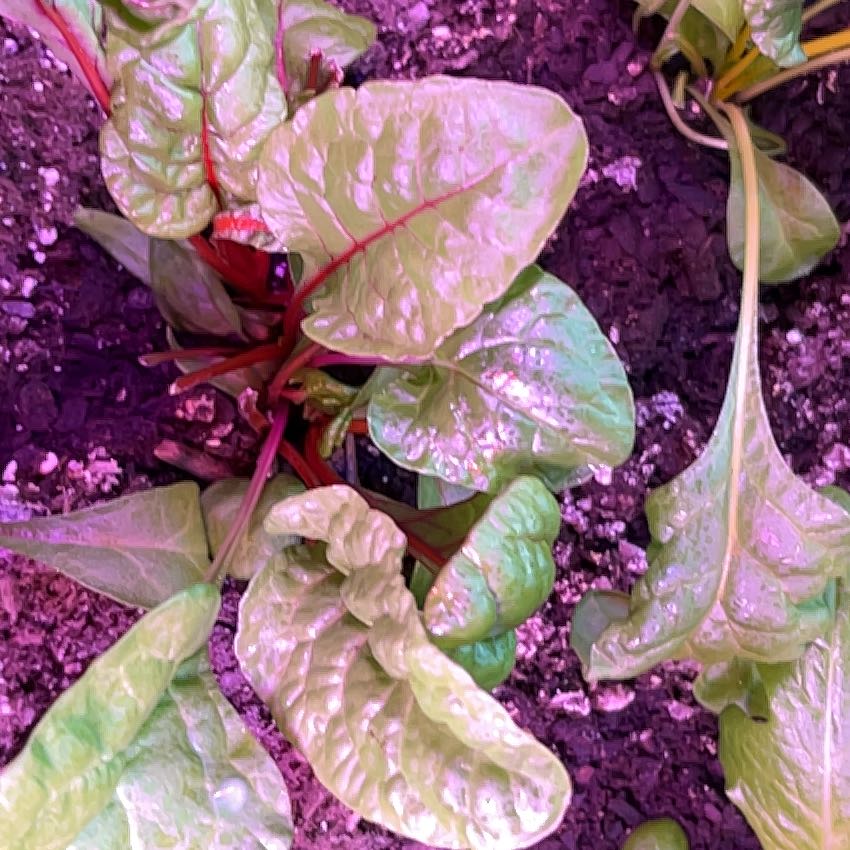 Photo of the plant species Swiss Chard by @HunkyNeoregelia named Marilyn on Greg, the plant care app