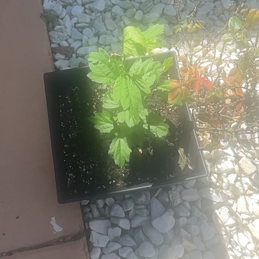 Photo of the plant species Rose of Sharon 'Blue Satin' by @DotingLuronium named Emerson on Greg, the plant care app