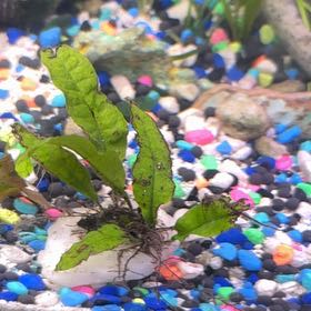 Photo of the plant species Java Fern 'Tropica' by @SassyDeerbrush1 named Wall-E on Greg, the plant care app