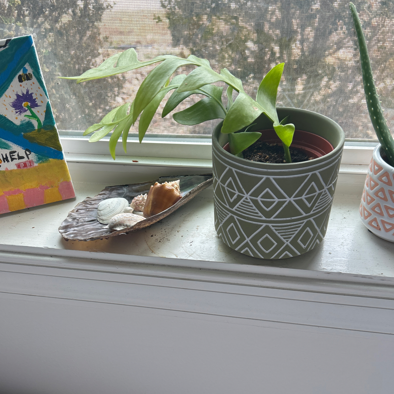 Photo of the plant species shark fin cactus by @haleyphytophile named lenny on Greg, the plant care app