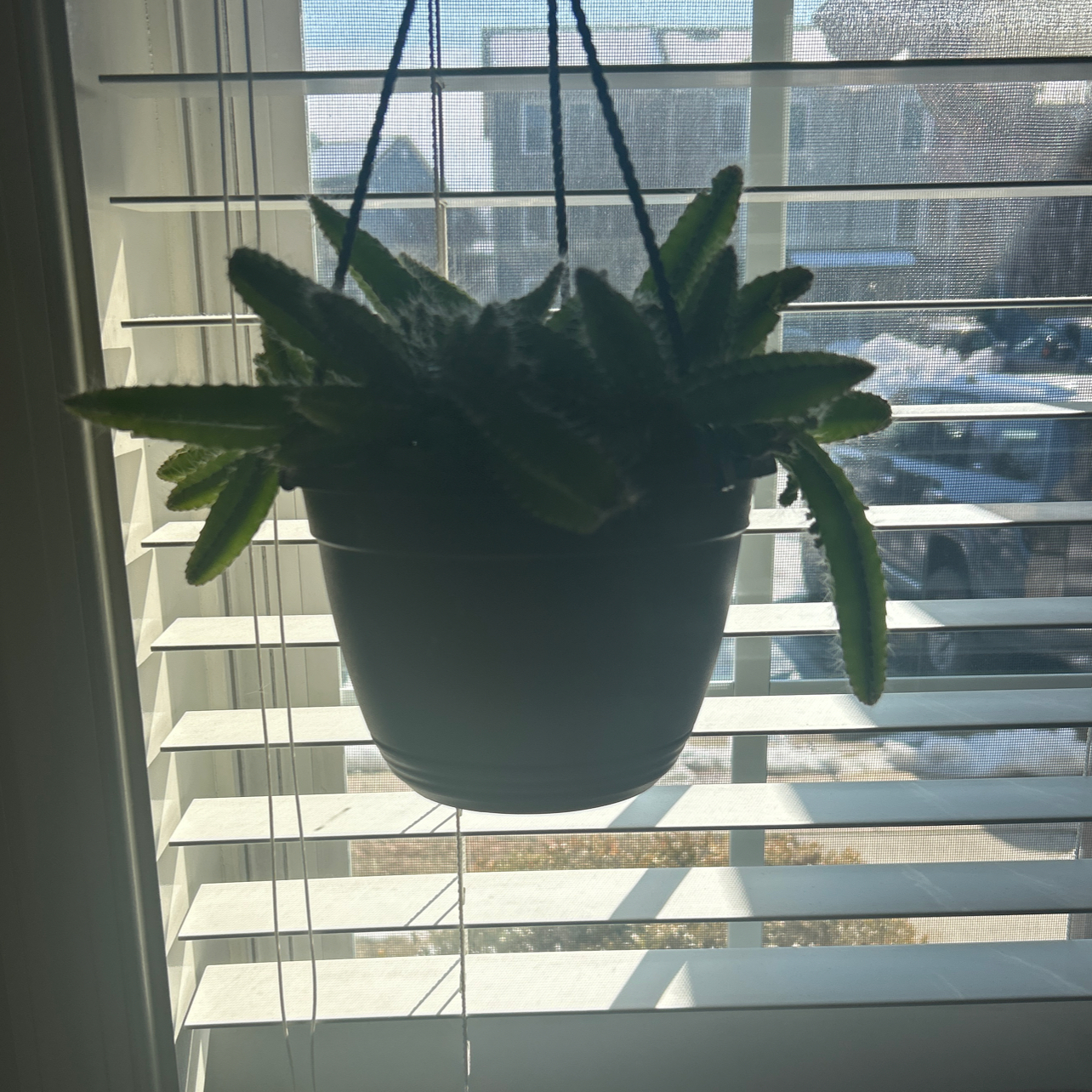 Photo of the plant species Dog Tail by @haleyphytophile named dr.goob on Greg, the plant care app