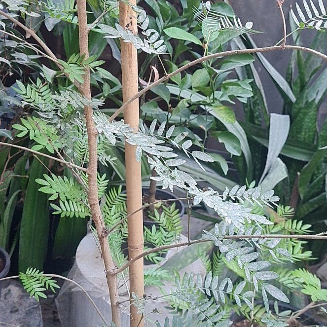 Photo of the plant species Climbing Asparagus Fern by @SisterGrevillea named Zion on Greg, the plant care app