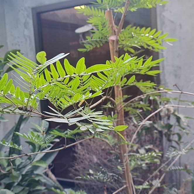 Photo of the plant species Bullhorn Acacia by @SisterGrevillea named Sanders on Greg, the plant care app