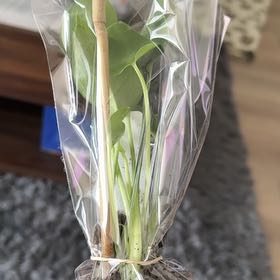 Photo of the plant species Salsify by @PoshDerenmensis named Captain Plant-it on Greg, the plant care app