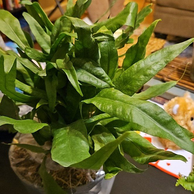 Photo of the plant species Kangaroo Paw Fern by @StarBonsai56 named Joey on Greg, the plant care app