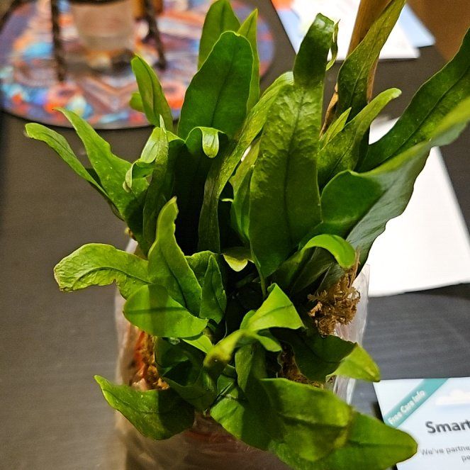 Photo of the plant species Kangaroo Paw Fern by @StarBonsai56 named Chris on Greg, the plant care app