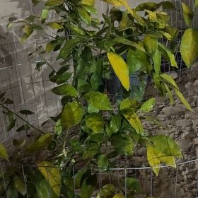 Photo of the plant species Minneola Tangelo by @LargeGreen71 named Orwell on Greg, the plant care app