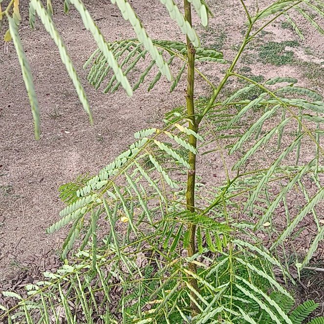 Photo of the plant species Flamboyant Tree by @BigPalafoxia57 named PHOENIX on Greg, the plant care app