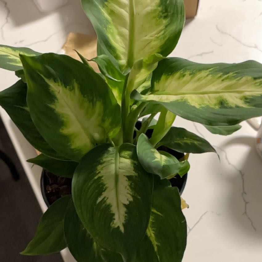 Photo of the plant species Dumbcane 'Delilah' by @EarthlyEmoryoak named Xena on Greg, the plant care app