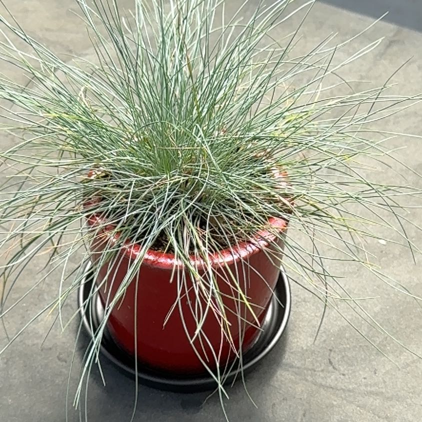 Photo of the plant species Blue Fescue by @StarStrandsedge named Fernie Saunders on Greg, the plant care app