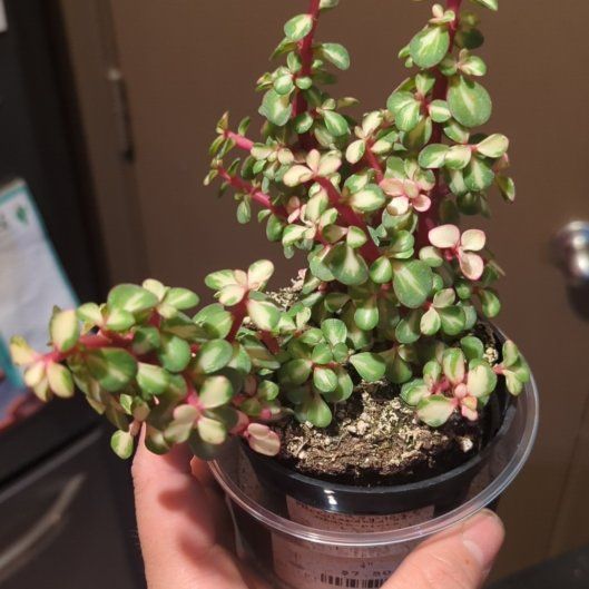 Photo of the plant species Elephant Bush by @OpenlyGladiolus named Daphne on Greg, the plant care app