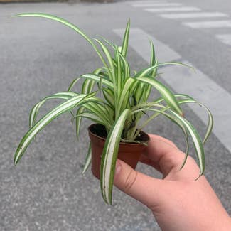 Spider Plant plant in Bloomington, Indiana
