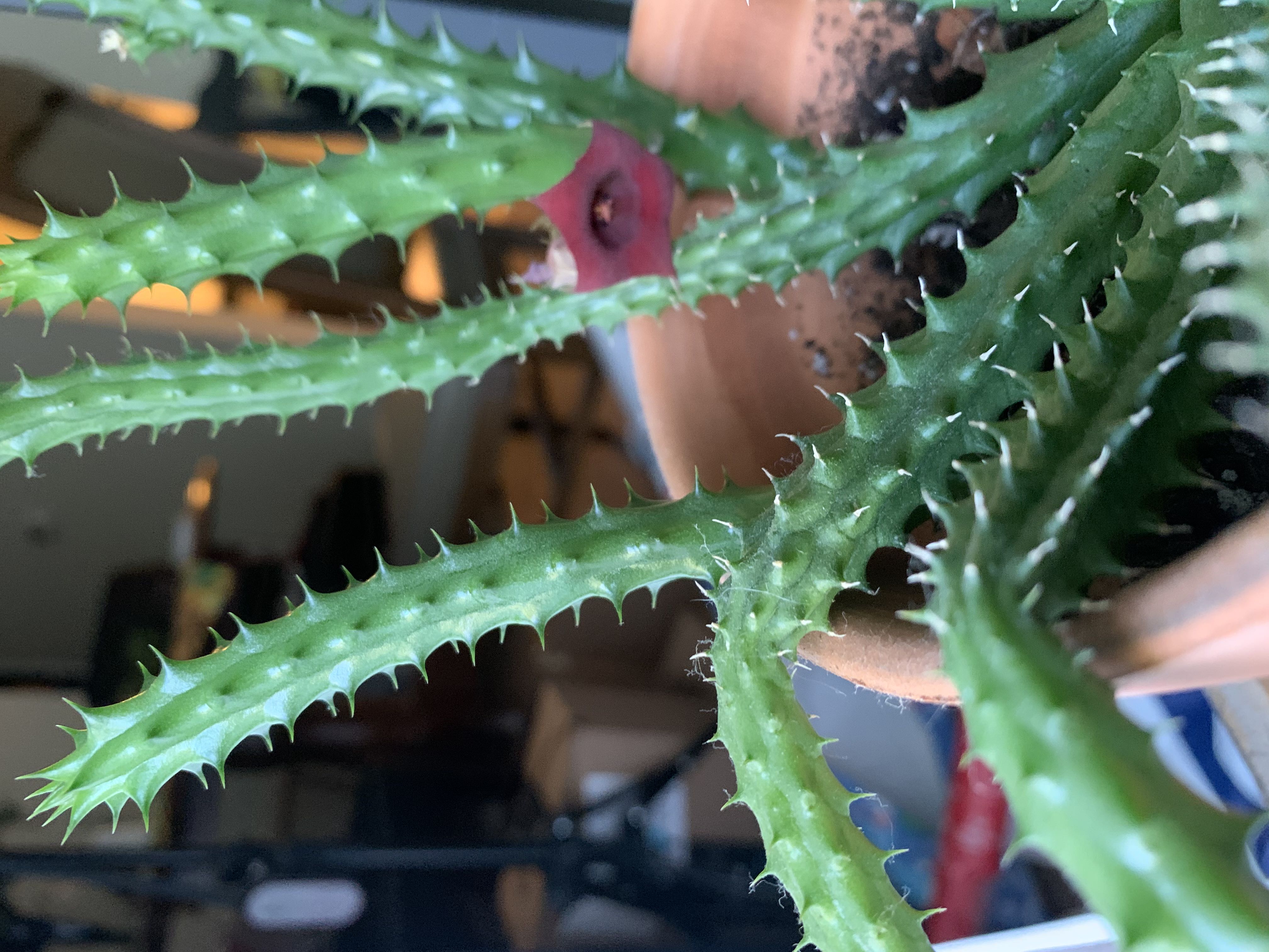 Lifesaver Cactus with a visible flower, appears healthy.
