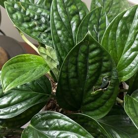 Photo of the plant species Mostera Peru by @YesOlivetree35 named Cosmic Jr. on Greg, the plant care app