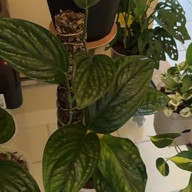 Photo of the plant species Mostera Peru by @YesOlivetree35 named Ulysses S Plant on Greg, the plant care app