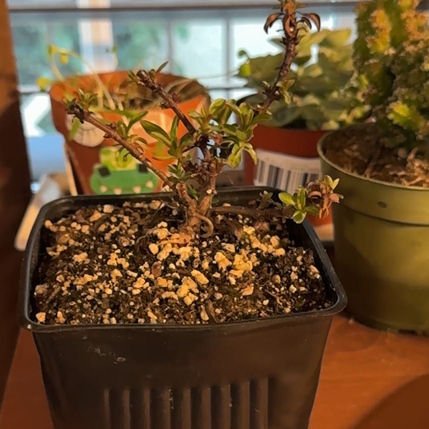 Photo of the plant species Penstemon 'Catherine de la Mare' by @PetPhalsa84 named Cathy on Greg, the plant care app