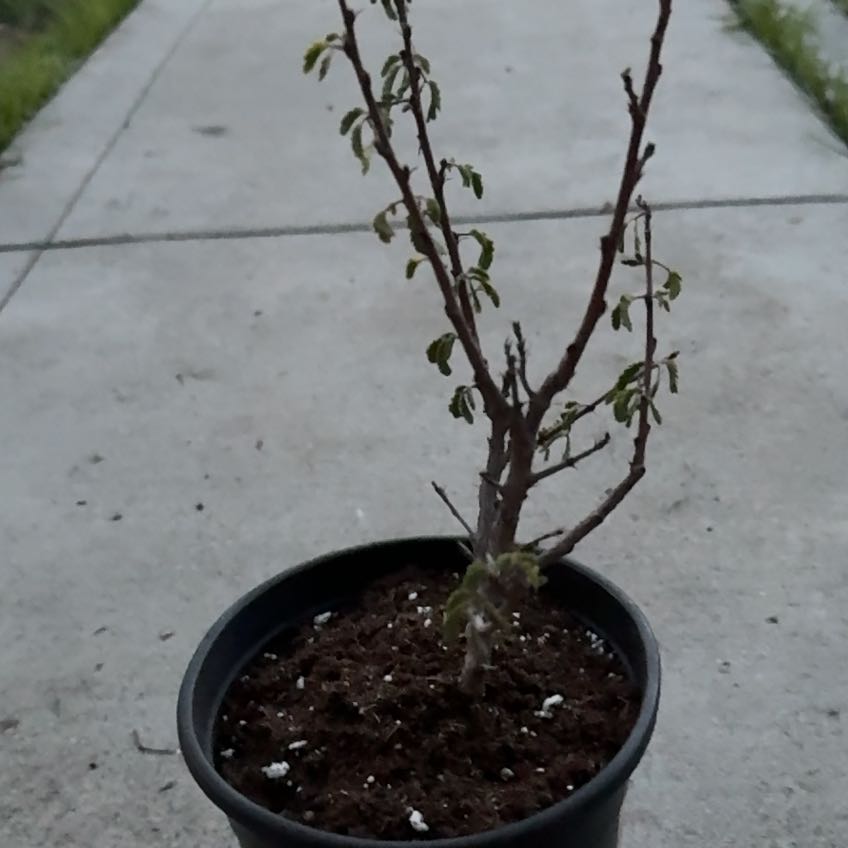 Photo of the plant species Baja Fairy Duster by @PetPhalsa84 named Kali on Greg, the plant care app