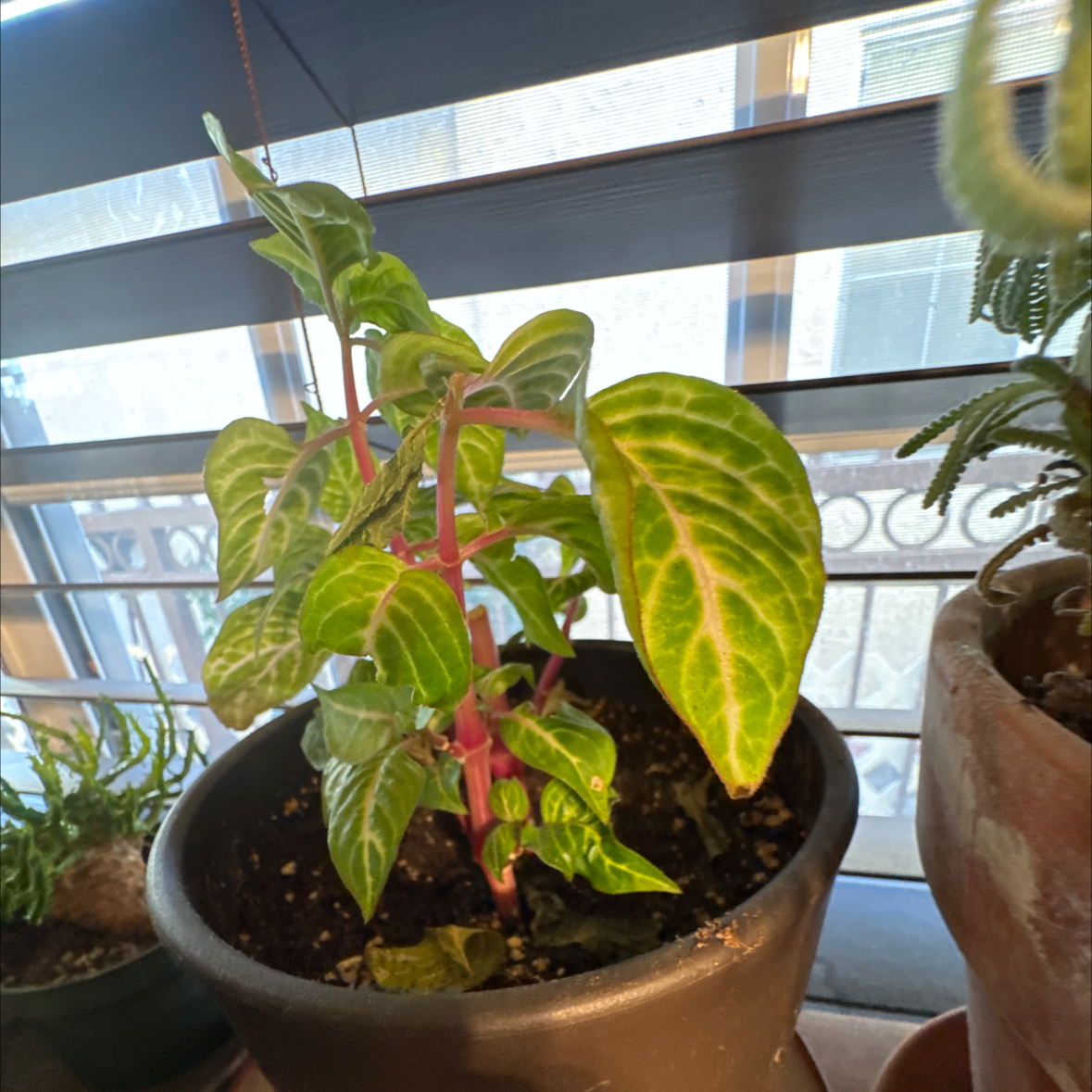Photo of the plant species Chicken Gizzard by @PetPhalsa84 named Floyd on Greg, the plant care app