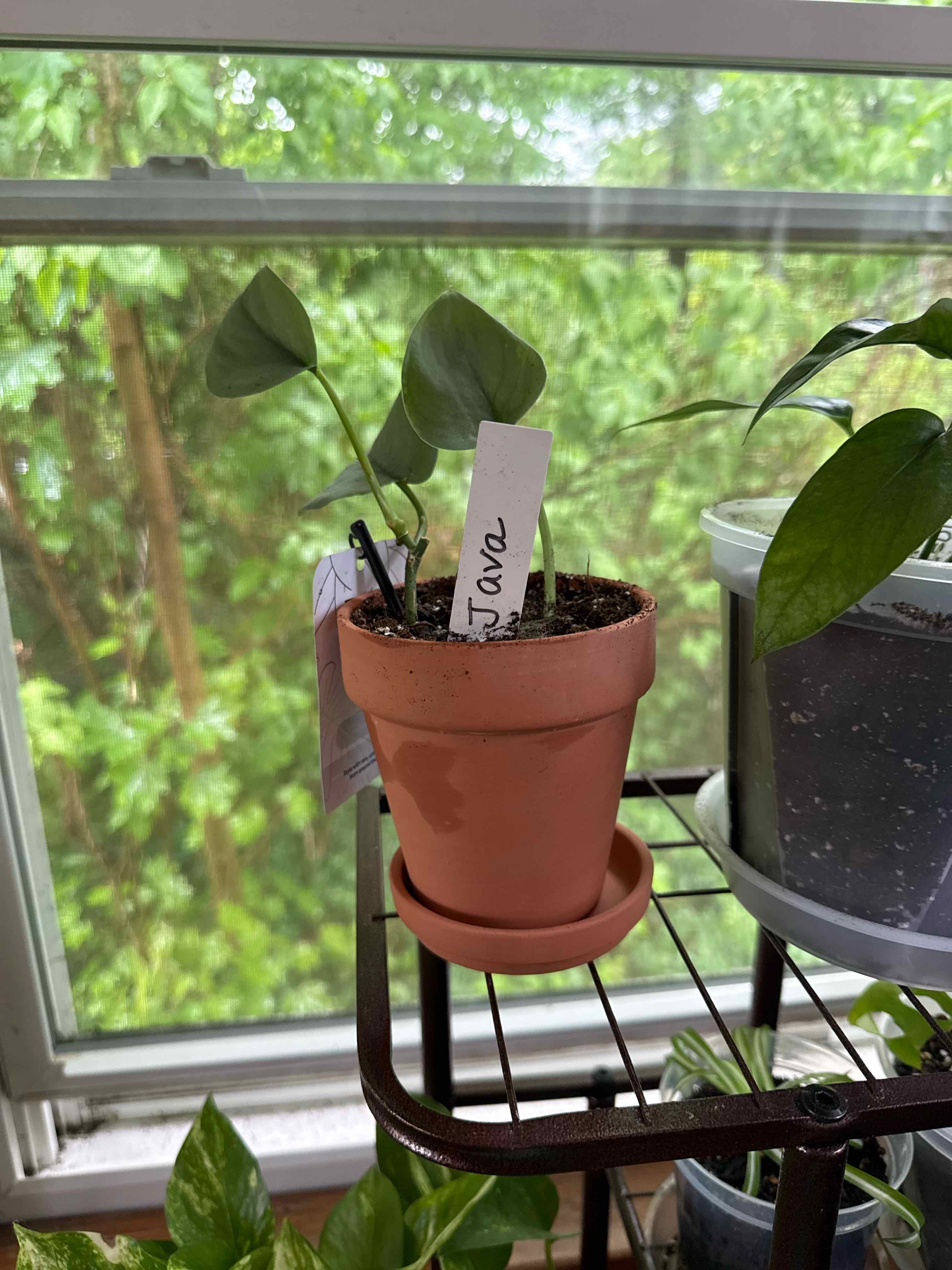 Photo of the plant species Satin Pothos by @PlantParty401 named Java on Greg, the plant care app